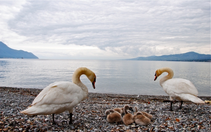 Famille cygne sur le Léman