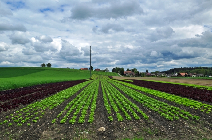 Les salades attendent le soleil