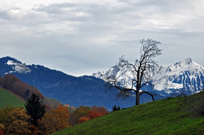 Arbre solitaire