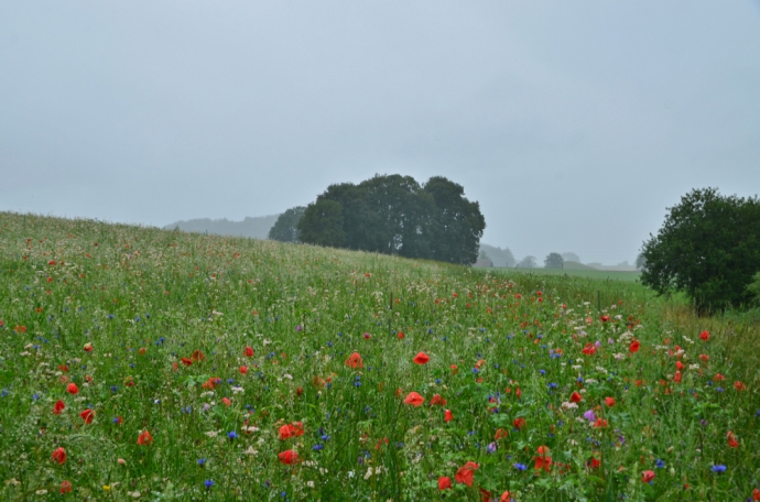 Sous la pluie