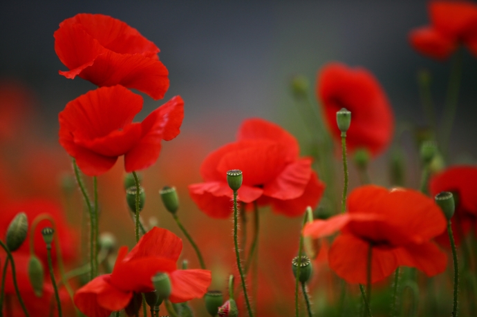 Coquelicots