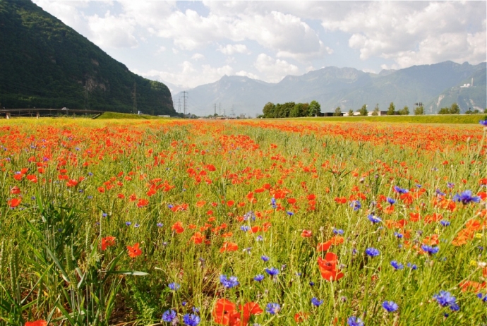 Champs de coquelicots