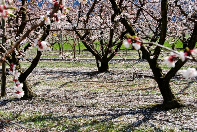 Abricotiers en fleurs