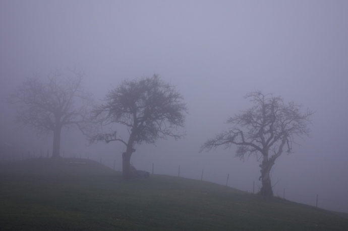 Ombres dans le brouillard