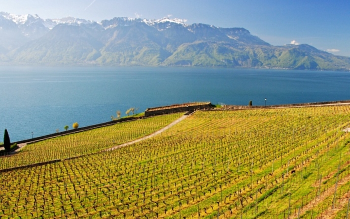 Vignes sur le Lavaux