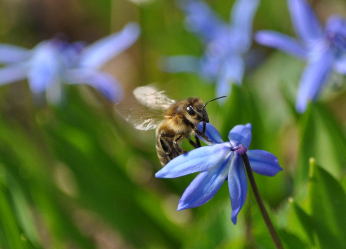 Un temps pour les abeilles