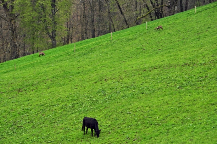 Vache et chamois